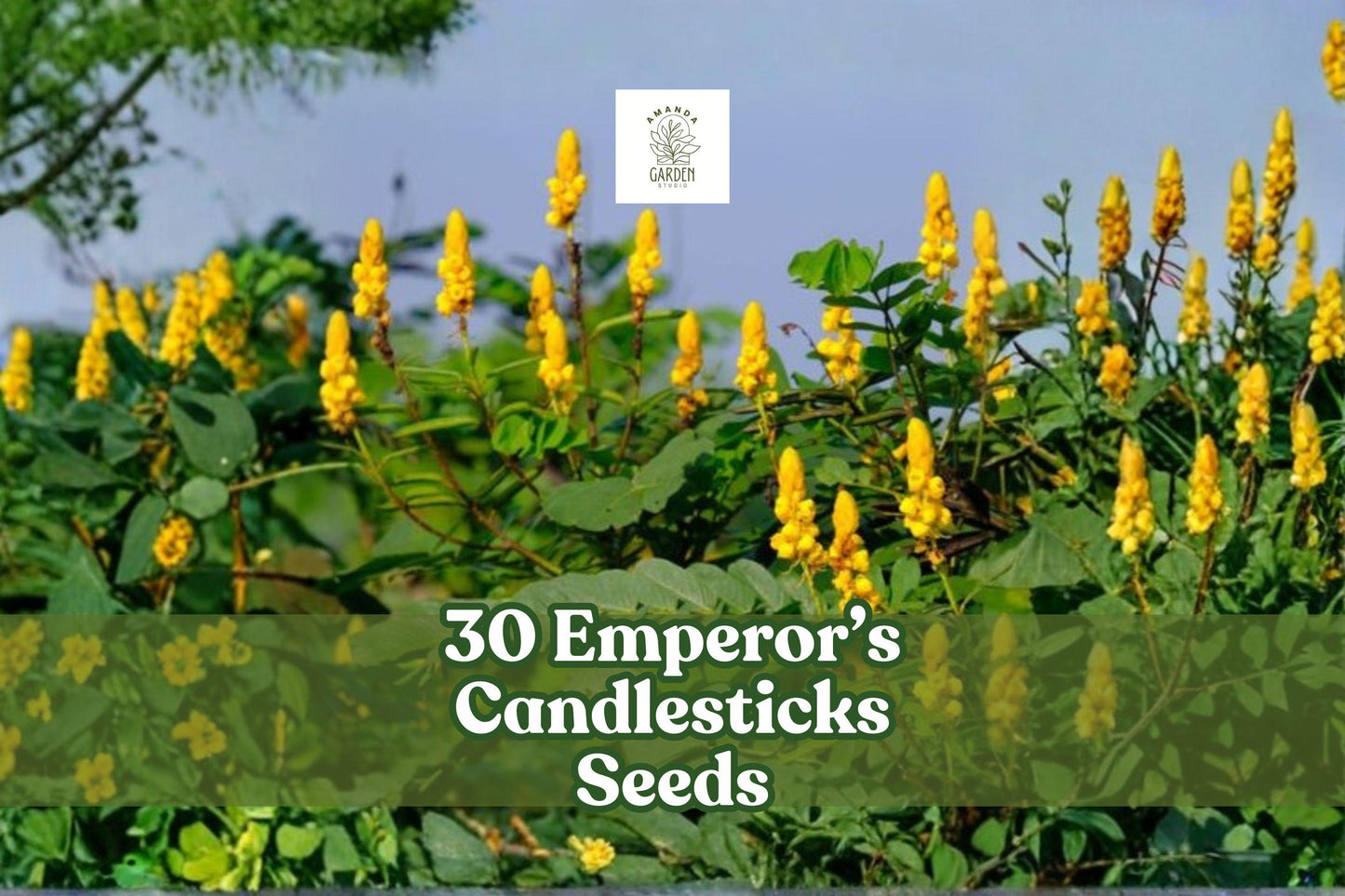 Emperor’s Candlesticks Seeds 30 Senna alata Tropical Yellow Flowering Shrub Ornamental Plant