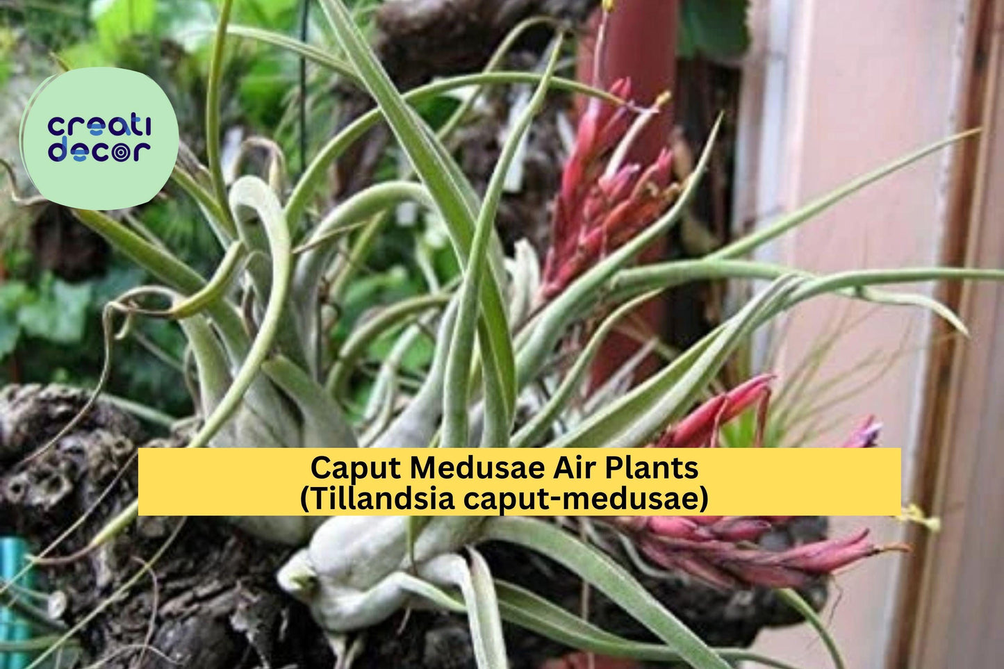 Caput Medusae Air Plants 5 Pack – Tillandsia caput-medusae, Exotic Low Maintenance Indoor Decor, Twisting Silver-Green Foliage