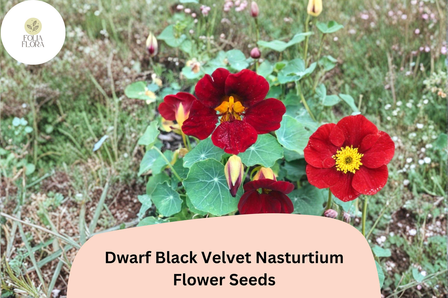 Dwarf Black Velvet Nasturtium Seeds | Tropaeolum majus | Deep Burgundy-Red Blooms | Garden Borders & Containers