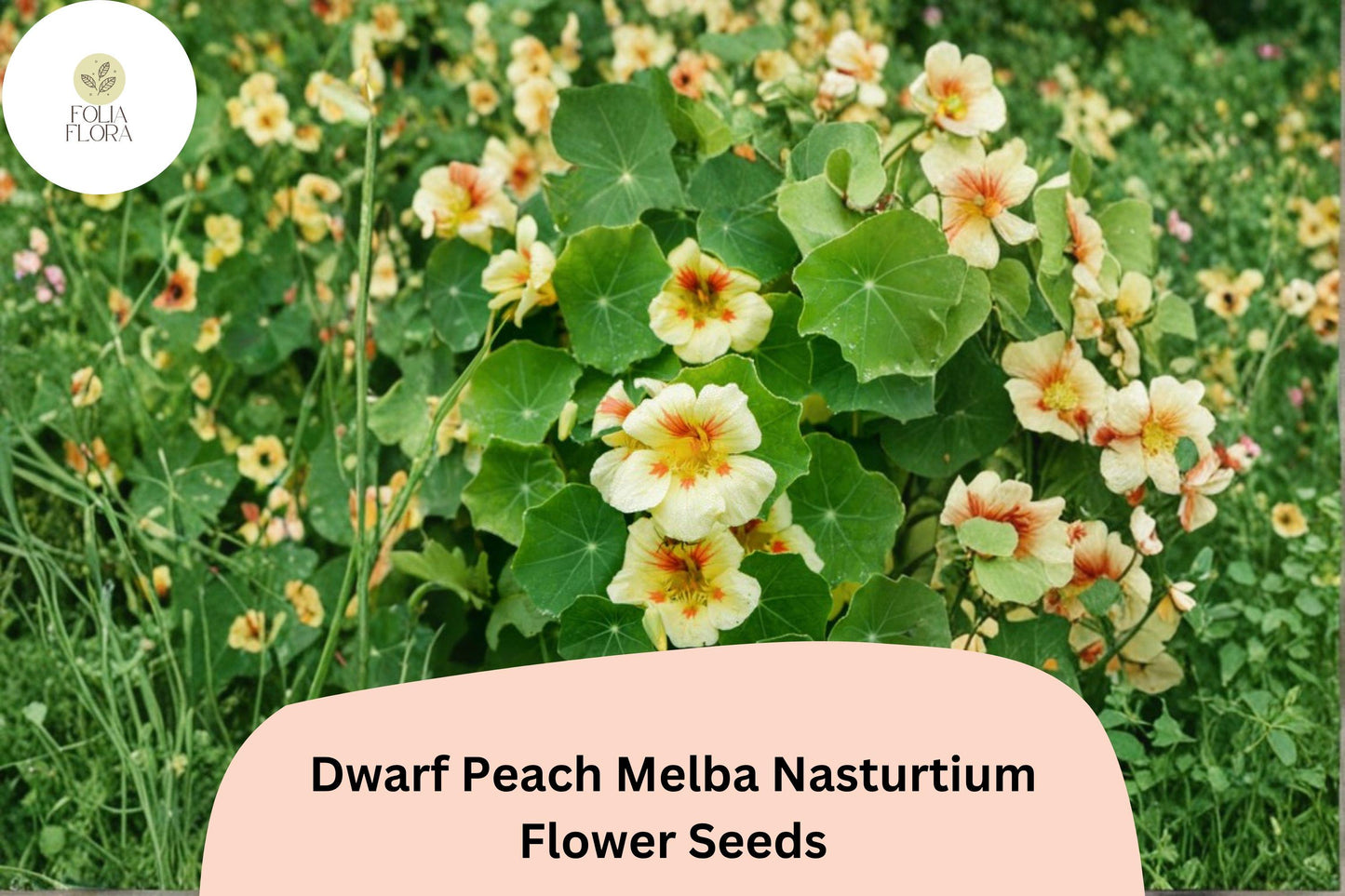 Dwarf Nasturtium Seeds 50+ Peach Melba Tropaeolum majus Cream & Red Blooms for Garden Borders & Containers