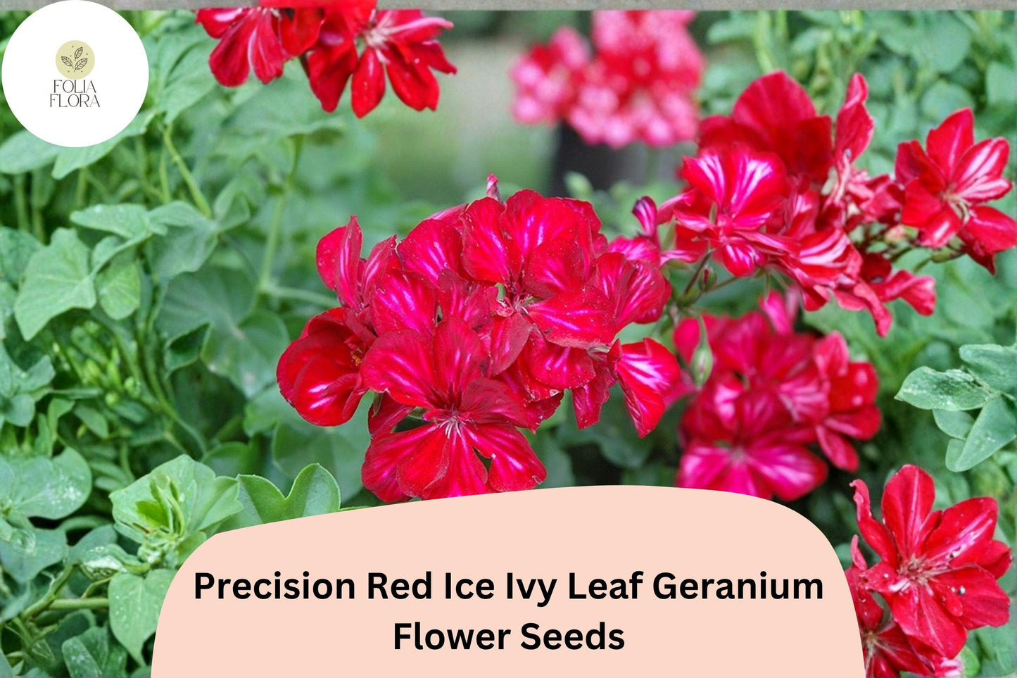 Red Ice Geranium Seeds | Trailing Red & White Flowers | Pelargonium peltatum ‘Precision Red Ice’ | Full Sun, Well-Drained Soil
