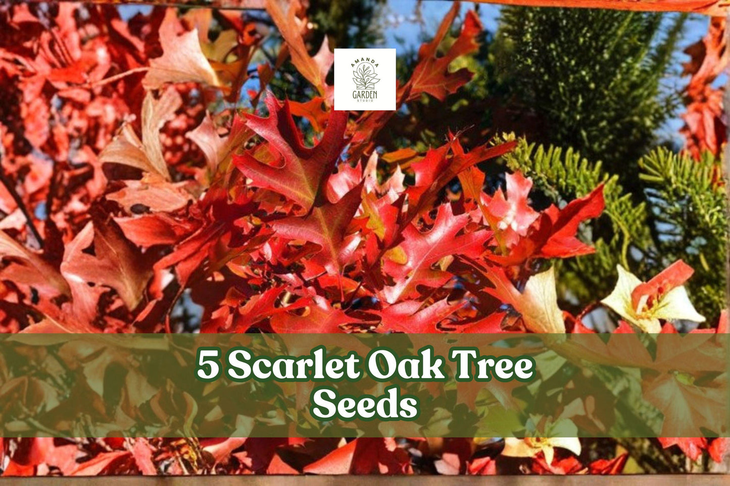 Scarlet Oak Tree Seeds – Quercus coccinea – Fall Foliage, Shade Tree, Native North American Seed Pack of 5