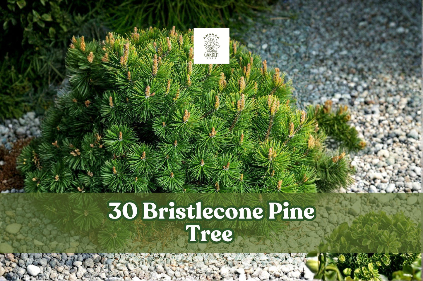 30 Bristlecone Pine Seeds – Pinus aristata Evergreen Conifer for Bonsai, Rock Gardens & Landscapes