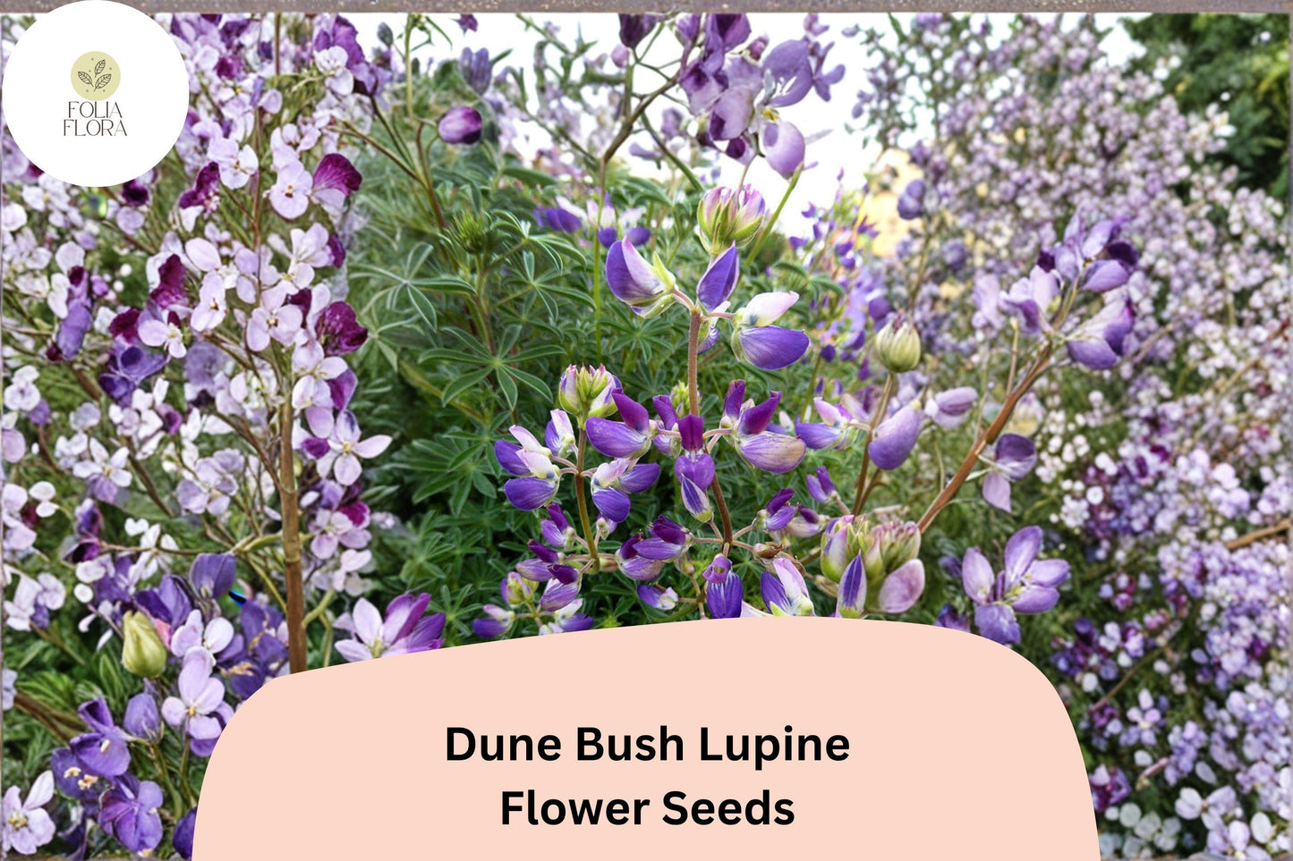 Dune Bush Lupine Seeds | Lupinus chamissonis | Purple Blooms | Native Coastal Perennial for Pollinator Gardens