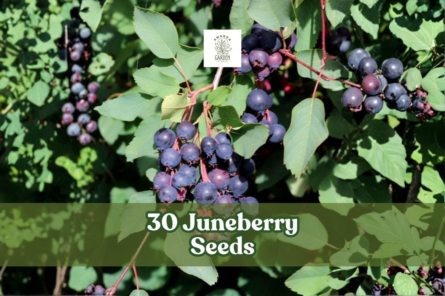 Juneberry Seeds 30 Pack | Amelanchier lamarckii Edible Berry Shrub for Garden, Hedges & Wildlife