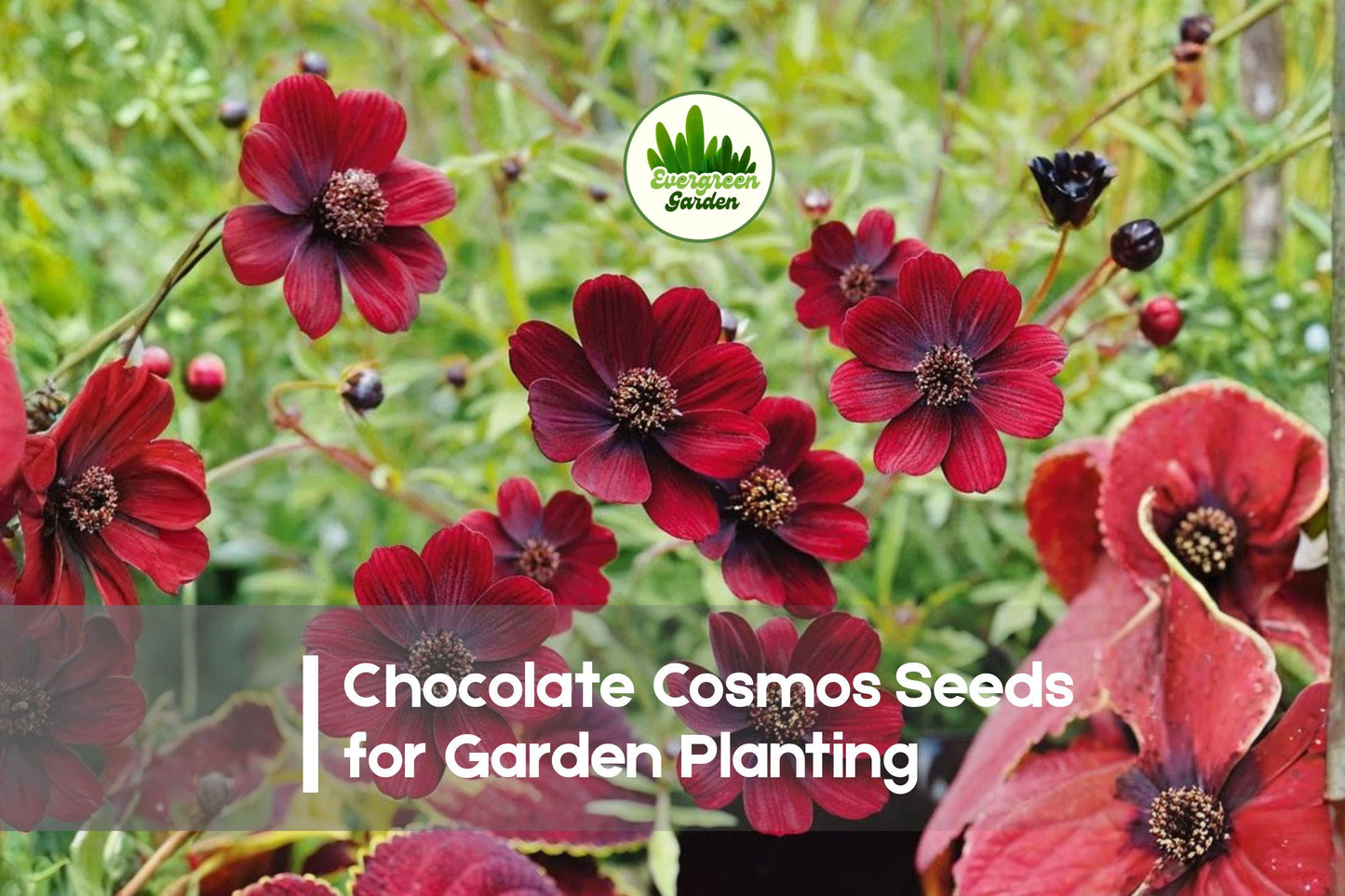 200+ Chocolate Cosmos Seeds – Deep Maroon Flowers, Fragrant, Cosmos atrosanguineus, Perennial, Butterfly Attracting, Garden, Container