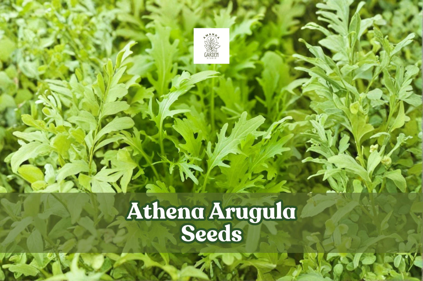 200 Athena Arugula Seeds | Eruca vesicaria | Fast-Growing Salad Green for Home Gardens