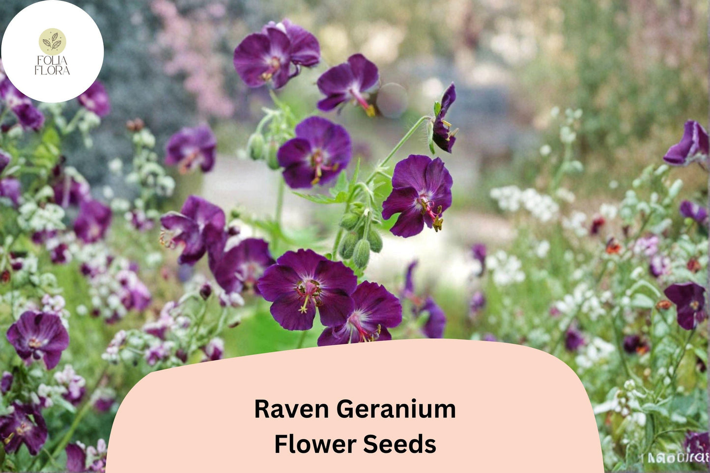 Raven Geranium Seeds | Deep Purple Perennial for Pollinator Gardens | Geranium ‘Raven’ | Attracts Bees & Butterflies