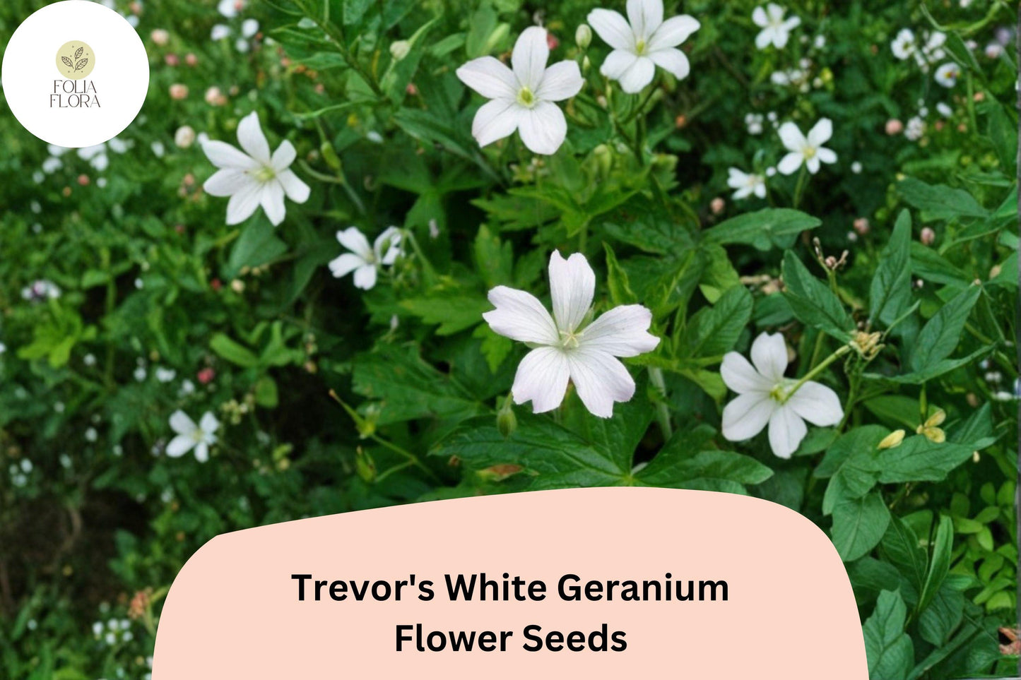 Trevor’s White Geranium Seeds | Hardy Perennial Cranesbill | White Blooms | Geranium ‘Trevor’s White’ Seeds