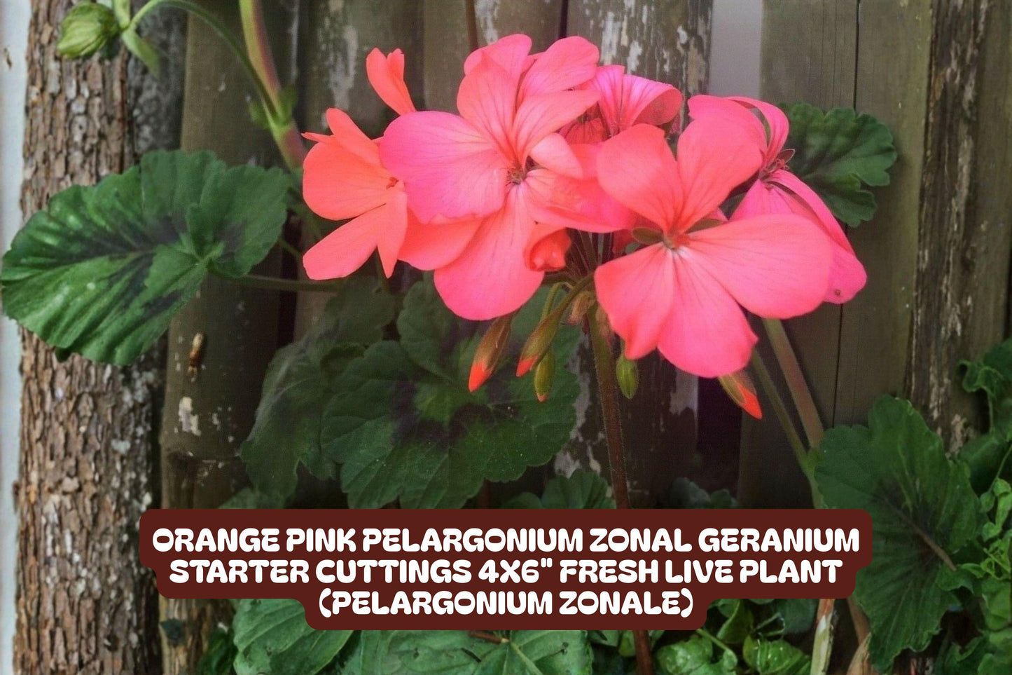Pink Edge Rose Seeds - 50 Premium Rosa spp. Two-Tone Blooms for Outdoor Garden Planting