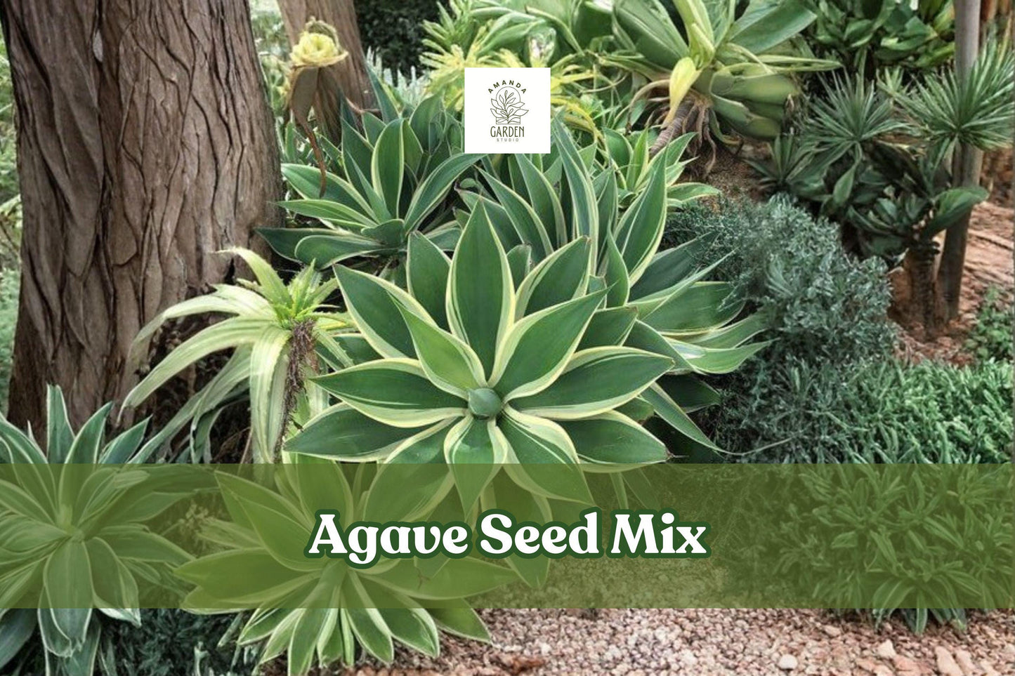 50 Agave Seed Mix – Rare Succulent Collection, Drought-Tolerant, Full Sun, Agave spp.