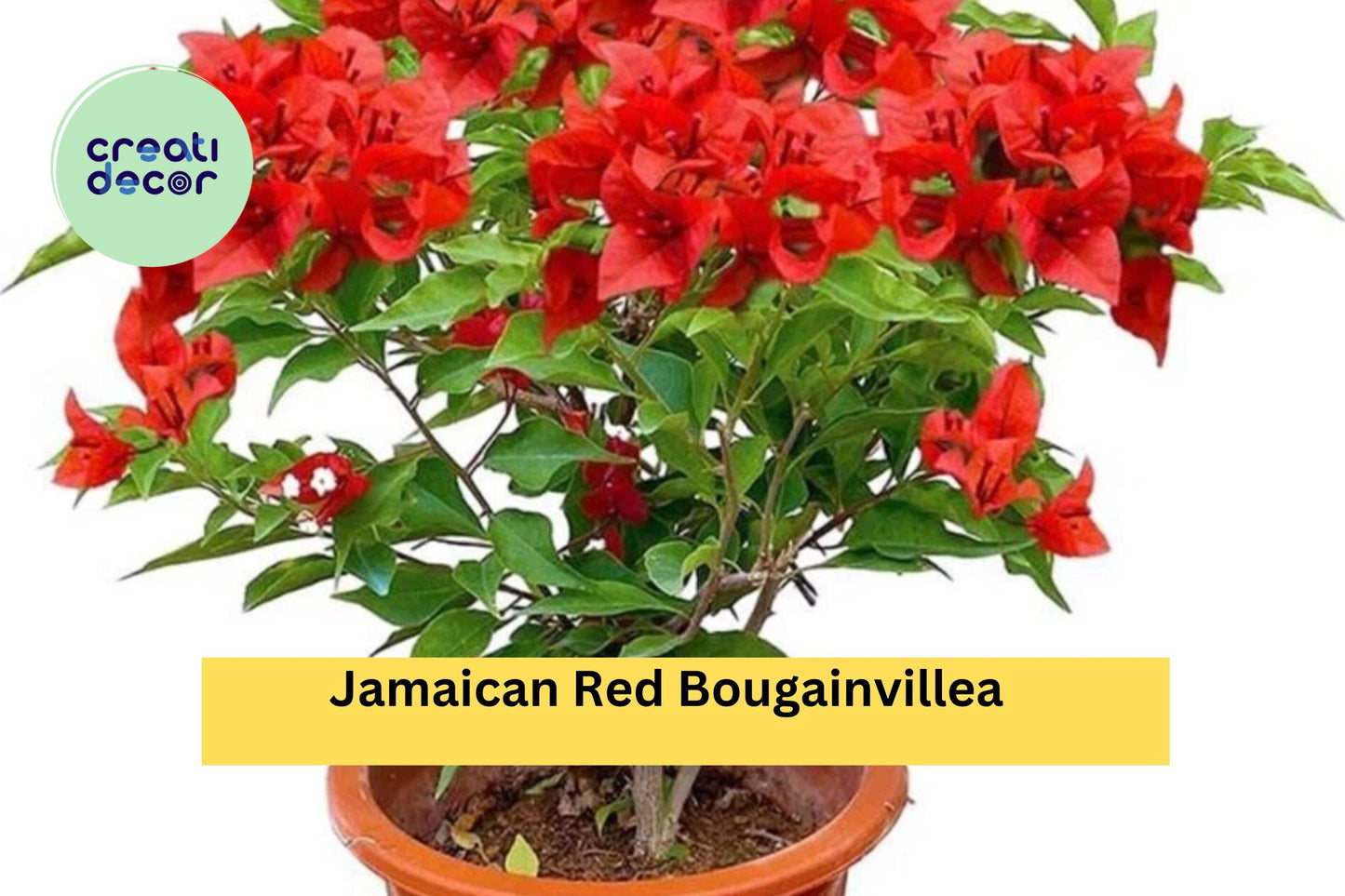 Jamaican Red Bougainvillea Live Starter Plant – Tropical Climbing Vine with Bright Red Bracts, Well-Rooted Plug, Garden or Patio Display