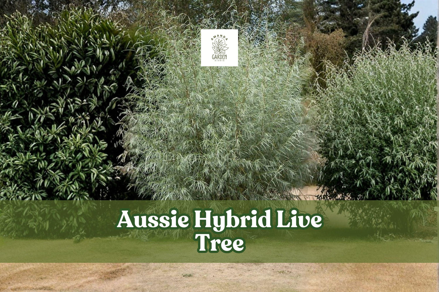 Aussie Hybrid Fast-Growing Tree – Live Outdoor Landscape Tree for Yard and Garden | Ready to Plant