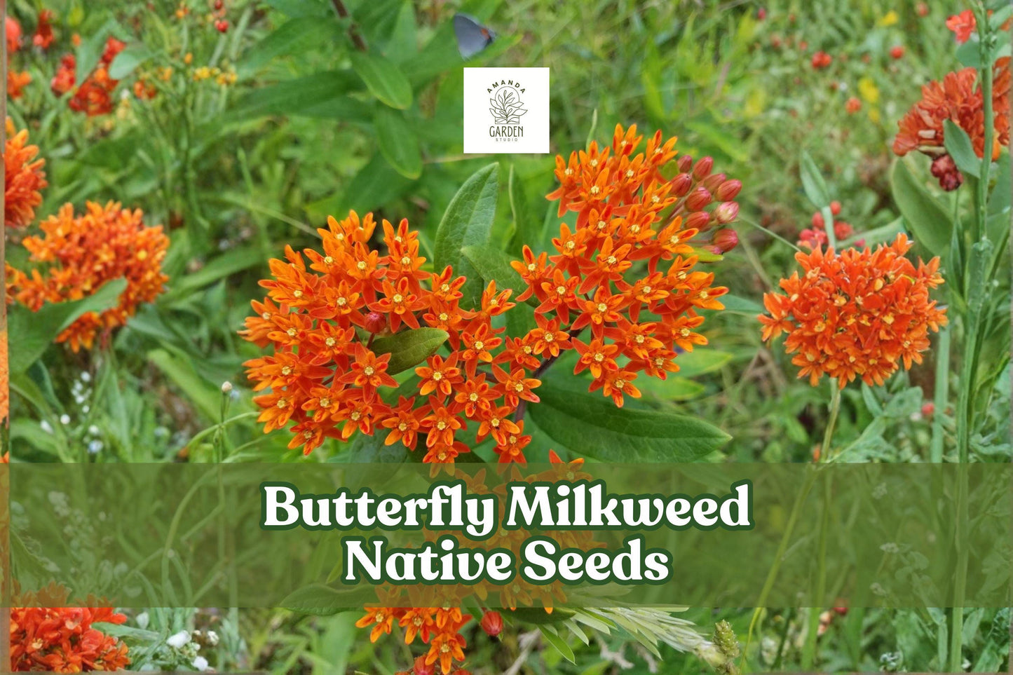 Butterfly Milkweed Seeds – Native Wildflower, Monarch Butterfly Attractant, Asclepias tuberosa, Drought-Tolerant Perennial