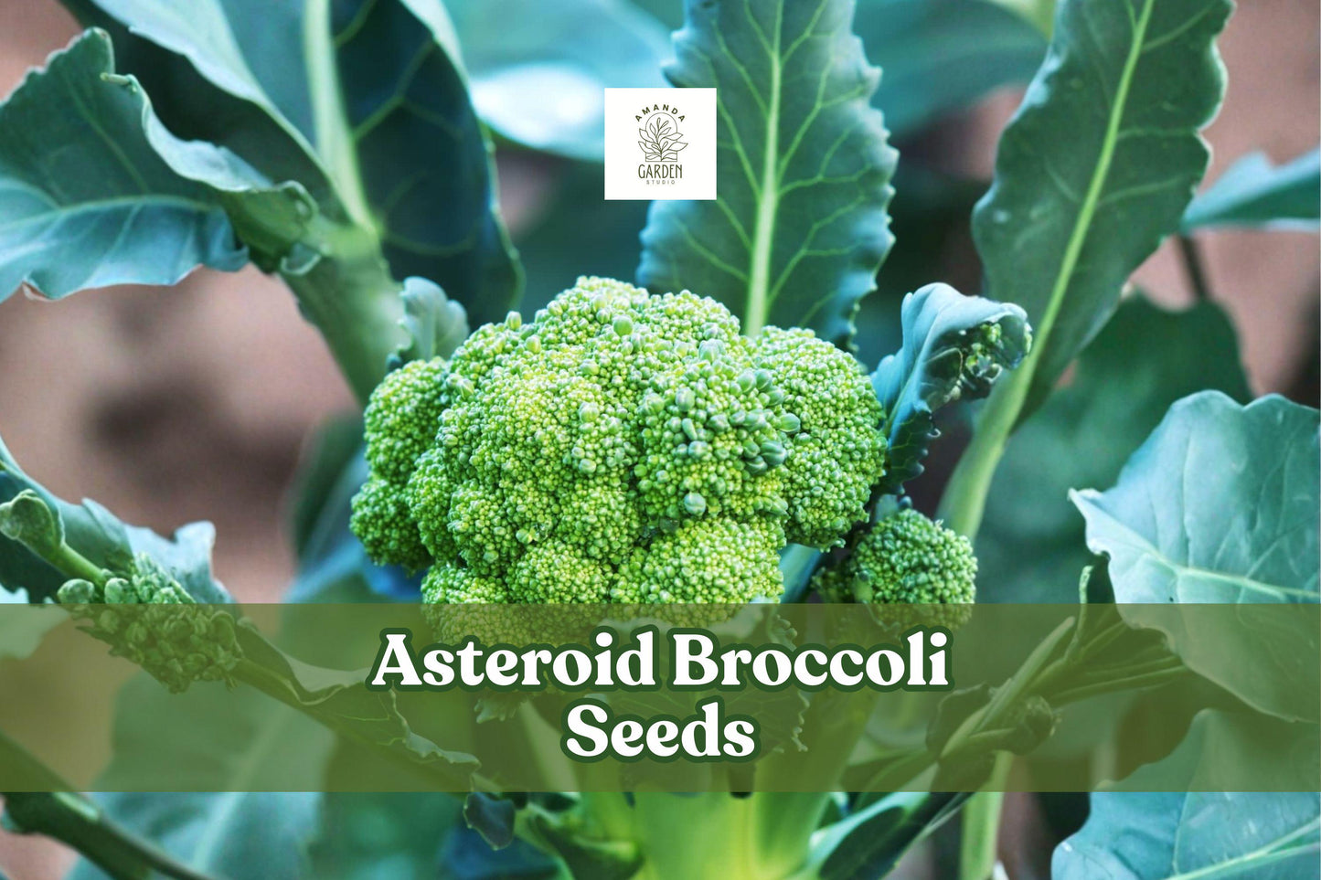 Asteroid Broccoli Seeds – Heirloom Non-GMO Brassica oleracea, 50 Pack for Home Garden, Container, Raised Bed, Cool-Season Crop
