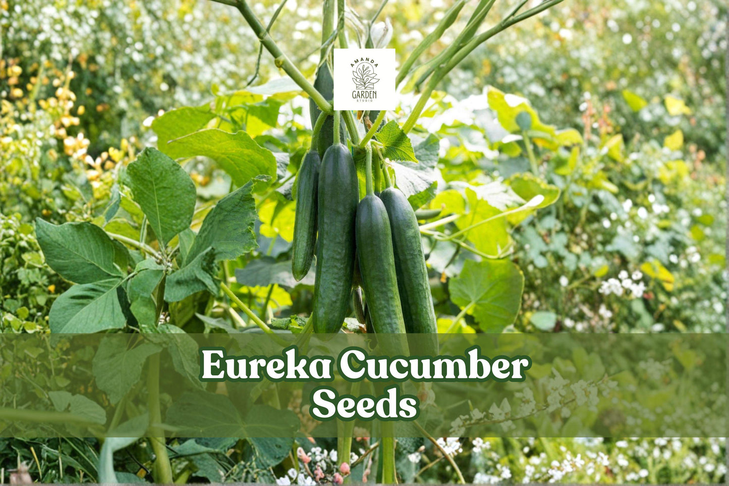 Eureka Cucumber Seeds – Heirloom, Pickling & Slicing Variety, Non-GMO, 50 Seeds Cucumis sativus for Home Garden, Greenhouse, Containers
