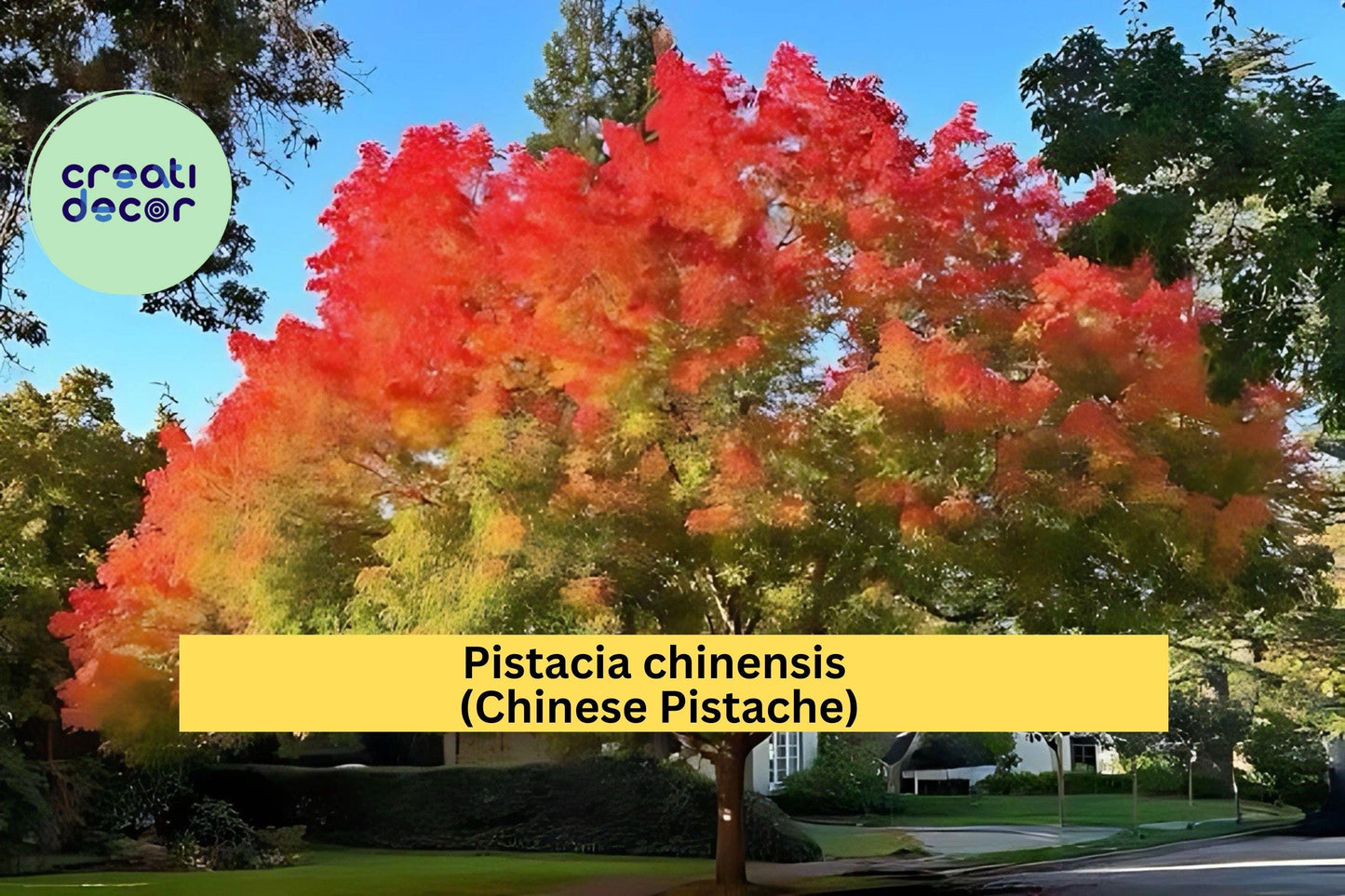 Chinese Pistache Live Tree 18” Tall – Pistacia chinensis Fall Foliage, Drought-Tolerant Deciduous Tree for Garden & Bonsai