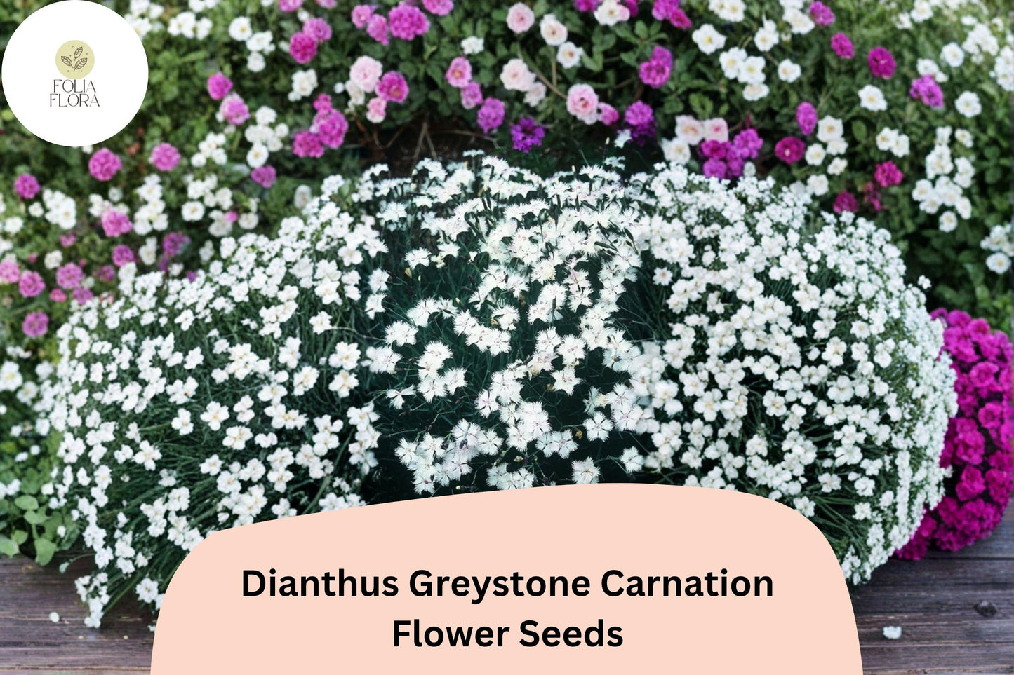 Dianthus Greystone Carnation Seeds – Hardy White Perennial Flowers for Borders, Beds & Rock Gardens