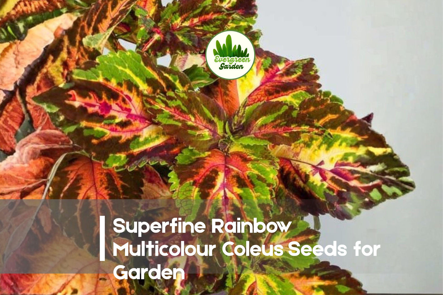 Superfine Rainbow Multicolour Coleus Seeds - Vibrant Foliage in Red, Pink, Green, Yellow, Purple | Solenostemon scutellarioides