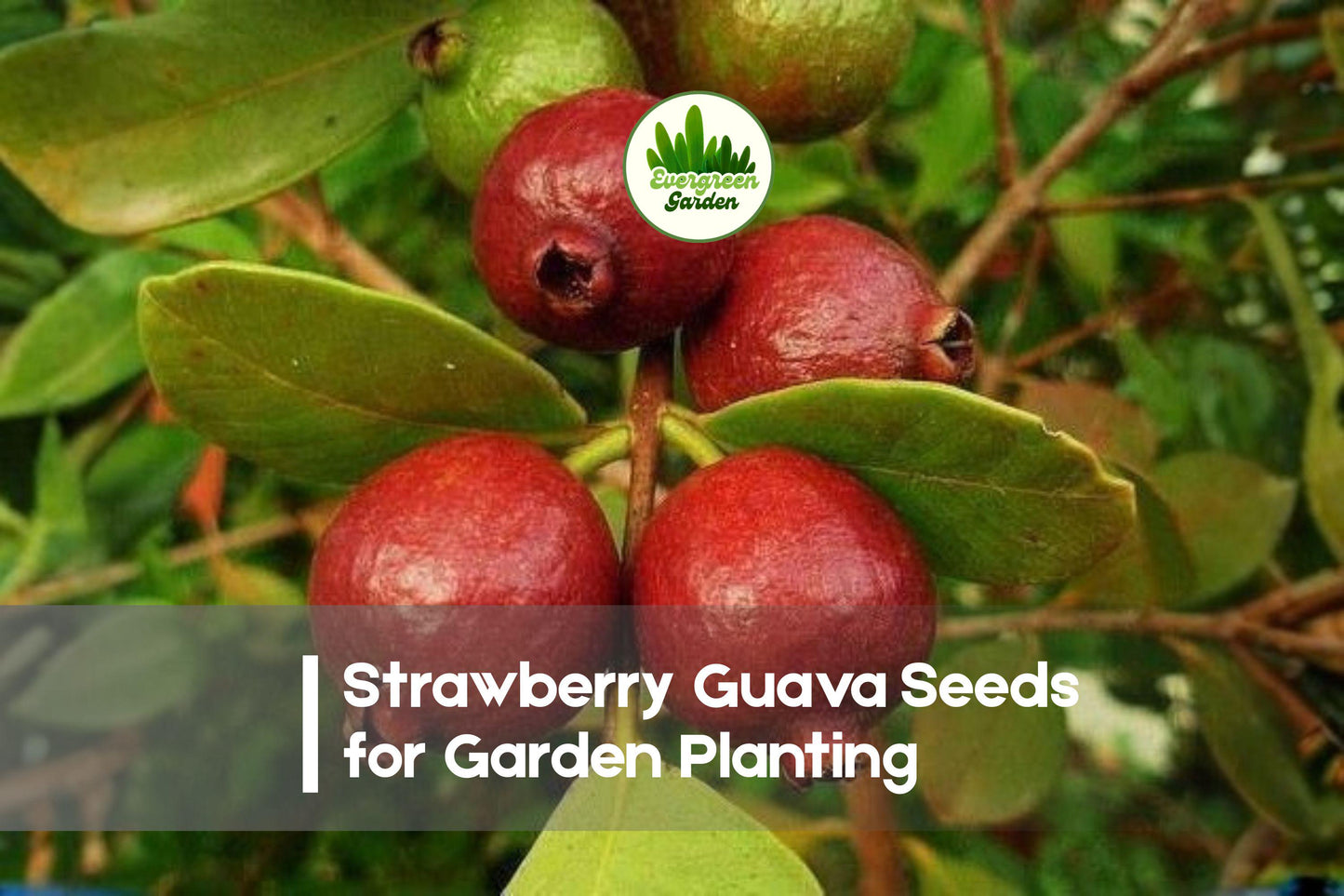50+ Strawberry Guava Seeds | Psidium Cattleyanum Tropical Fruit Tree for Edible Gardens & Containers