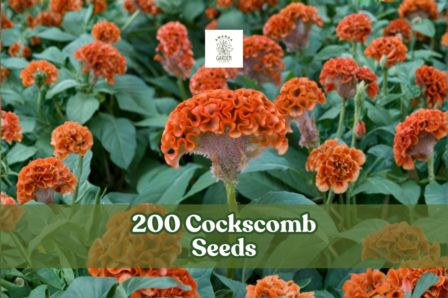 200 Cockscomb Seeds Celosia cristata Bright Color Garden Flower Non-GMO USA-Grown