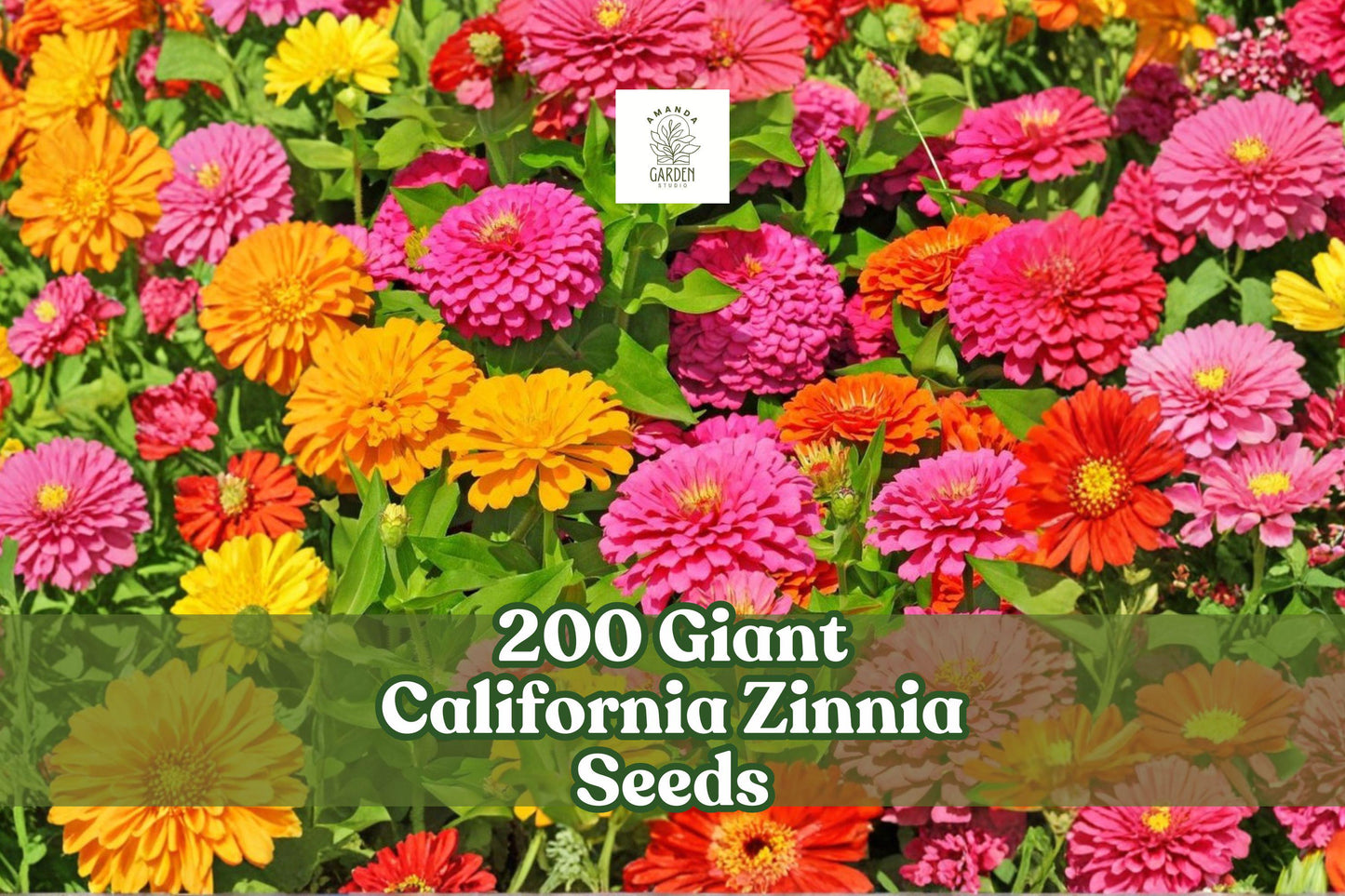 200 Giant California Zinnia Seeds | Zinnia elegans | Large Flowering Annual for Gardens & Bouquets