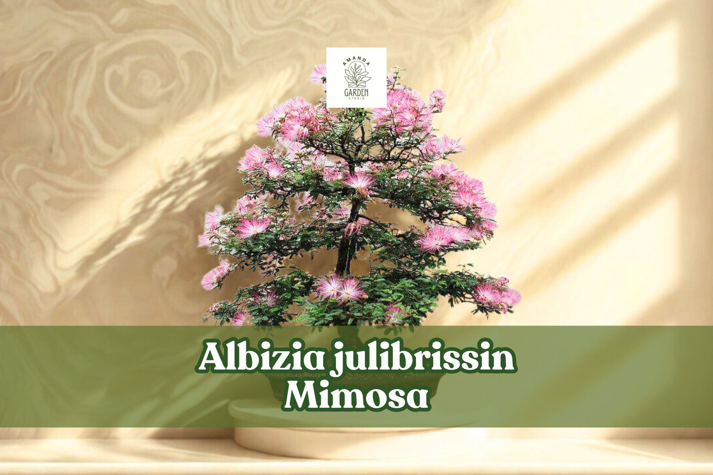 20 Albizia julibrissin Seeds | Pink Silk Tree Ornamental Flowering Tree | Mimosa / Persian Silk Tree Bonsai Seeds