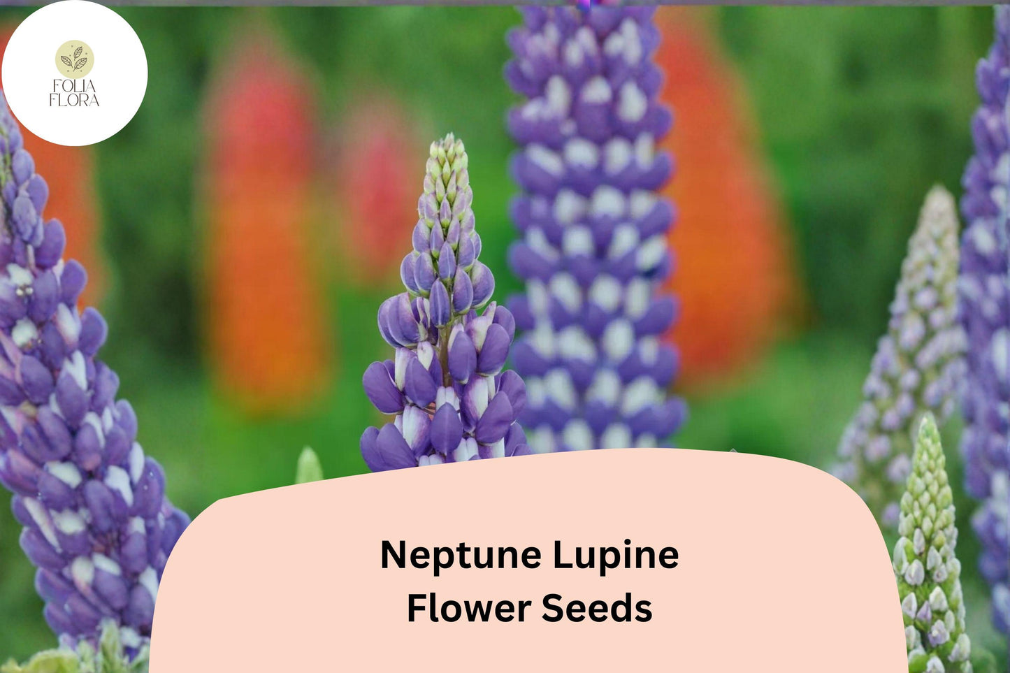 25+ Neptune Lupine Seeds | Purple Lupinus Variety | Vibrant Spring Bloom Spikes for Garden, Borders & Pollinators