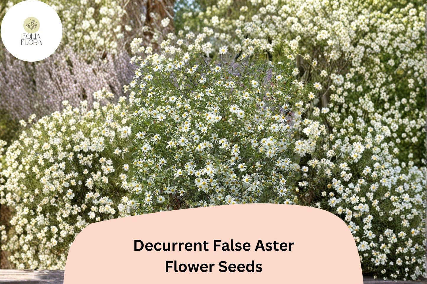 Decurrent False Aster Seeds | Native Wetland Wildflower | White Blooms for Pollinators | Boltonia decurrens, 500 Seeds