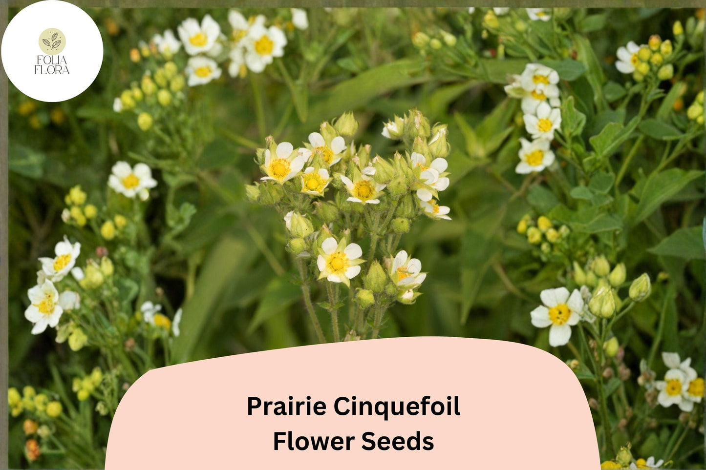 500 Prairie Cinquefoil Seeds | Native White Wildflower | Pollinator-Friendly Perennial | Drymocallis arguta
