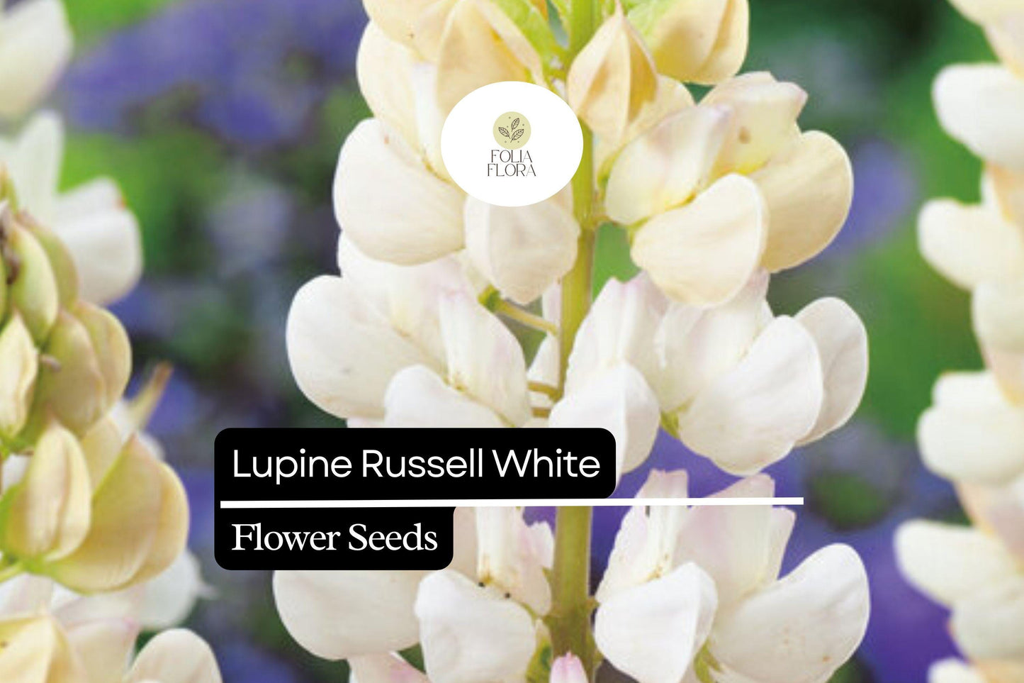 25+ Russell White Lupine Seeds | Lupinus polyphyllus White Spiked Blooms for Garden, Perennial, Pollinator-Friendly Planting