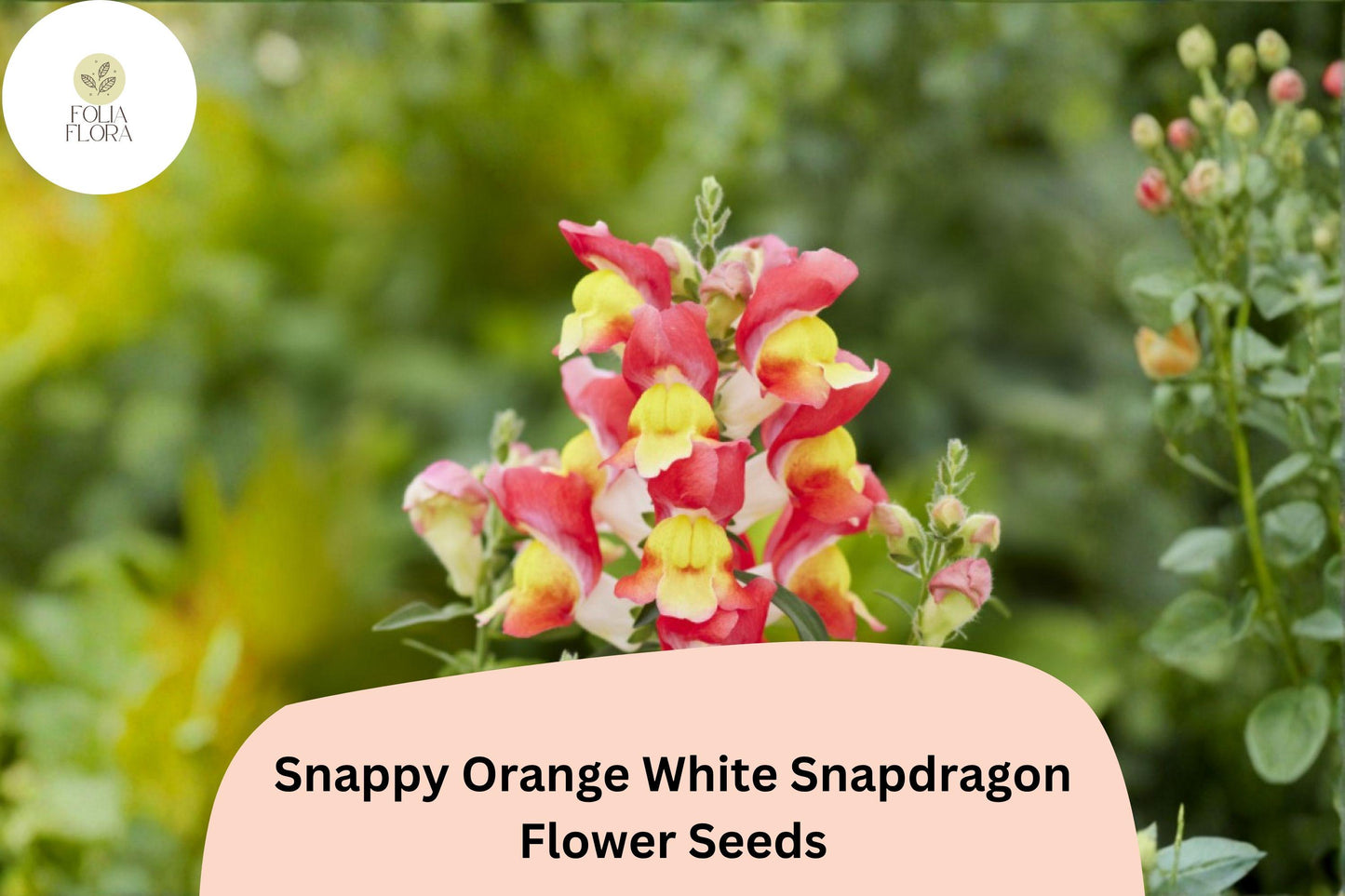 Snapdragon Seeds 1000+ Snappy Orange White Antirrhinum majus Bicolor Flower Seeds for Garden Beds & Containers