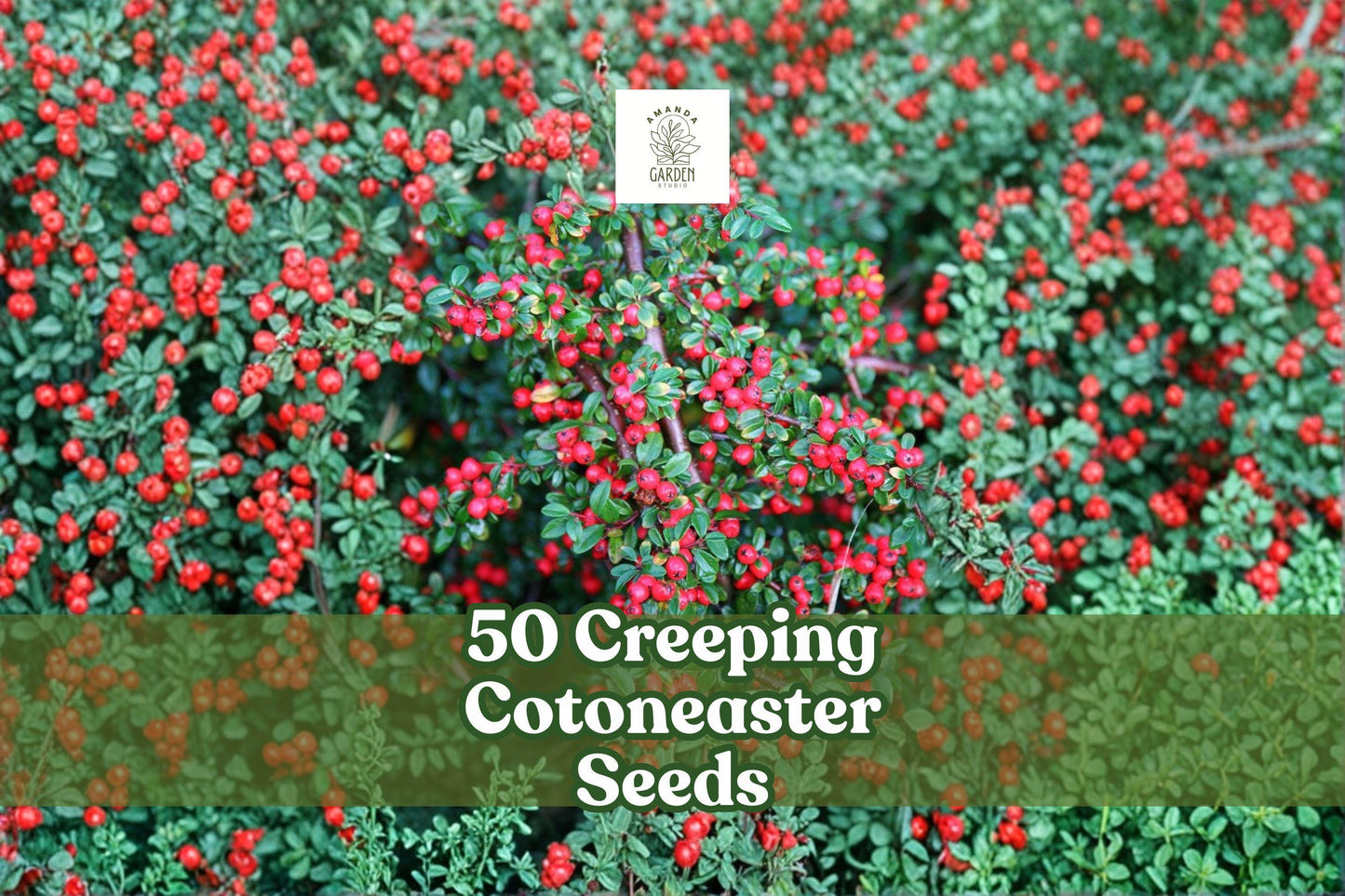 50 Creeping Cotoneaster Seeds | Groundcover Shrub | Cotoneaster adpressus | Ornamental Plant for Landscaping
