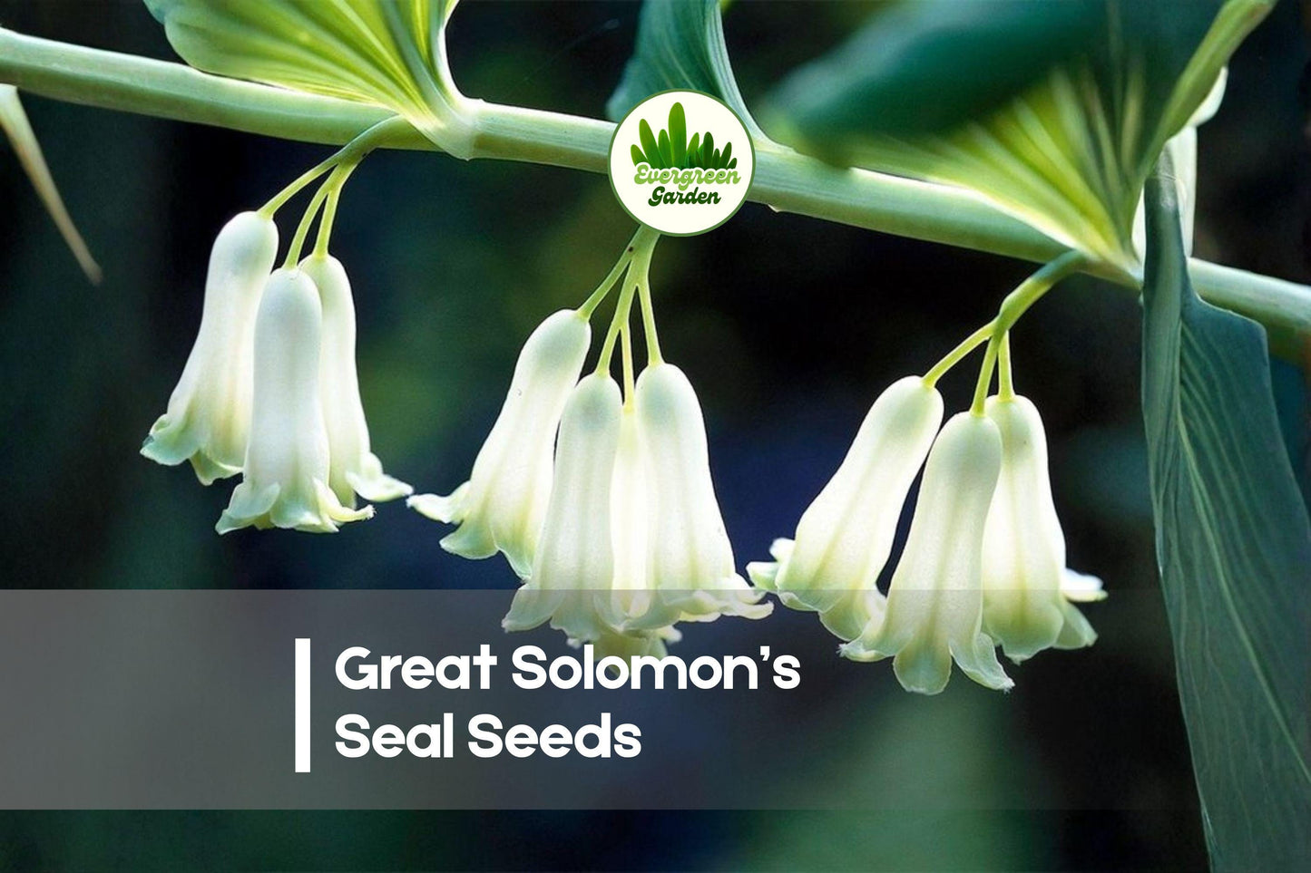 30 Great Solomon’s Seal Seeds – Polygonatum biflorum Native Woodland Perennial for Shade Gardens and Naturalized Areas