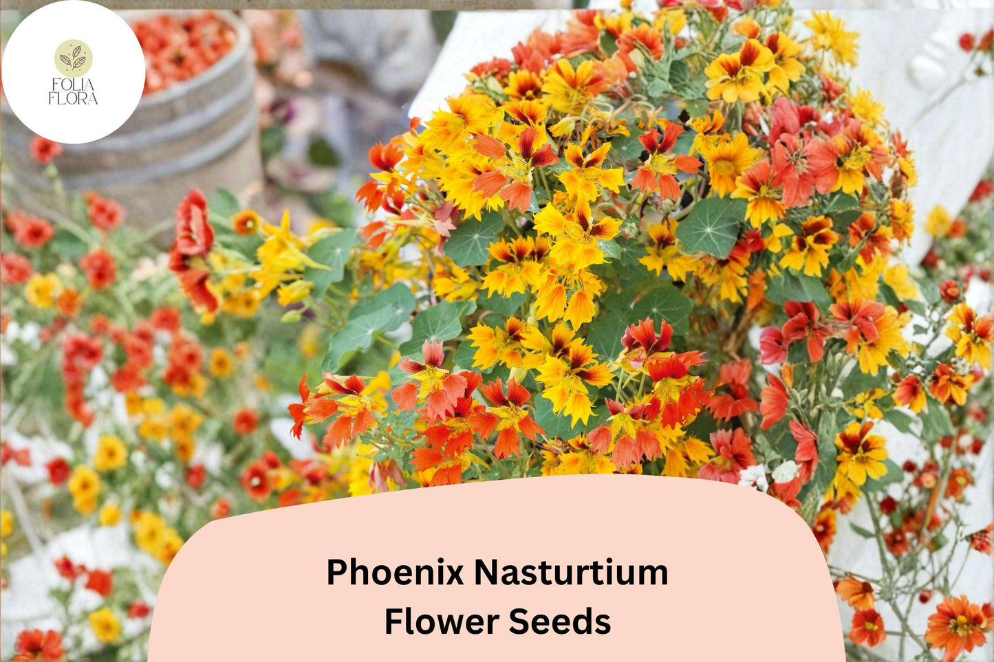 50+ Phoenix Nasturtium Seeds | Tropaeolum majus Climbing Red-Orange Blooms | Garden, Trellis, Container Plant