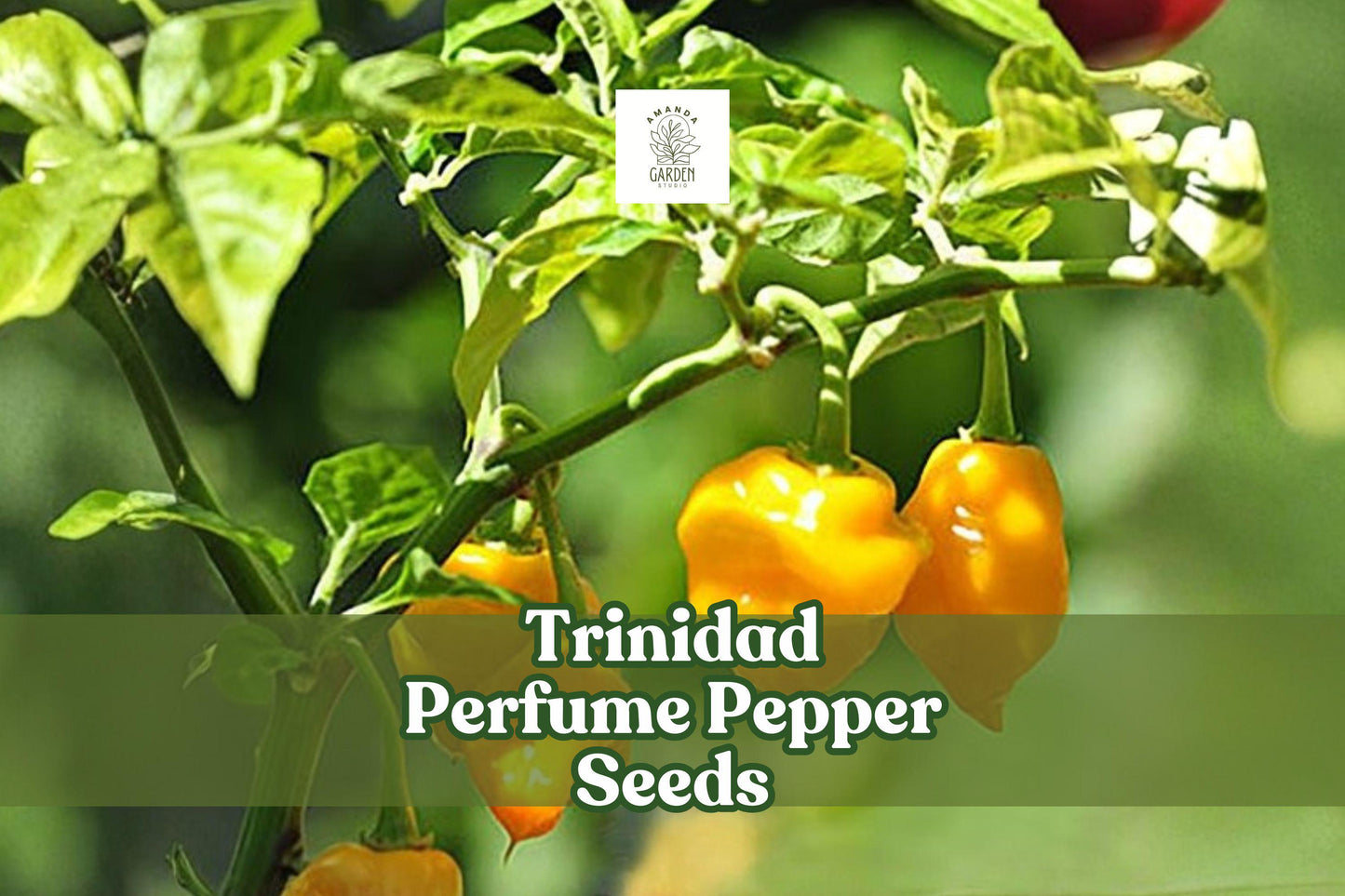 Trinidad Perfume Pepper Seeds – Capsicum chinense, Mild Caribbean Fruit, Non-GMO, 10 Seeds for Garden, Pot, or Greenhouse Cultivation