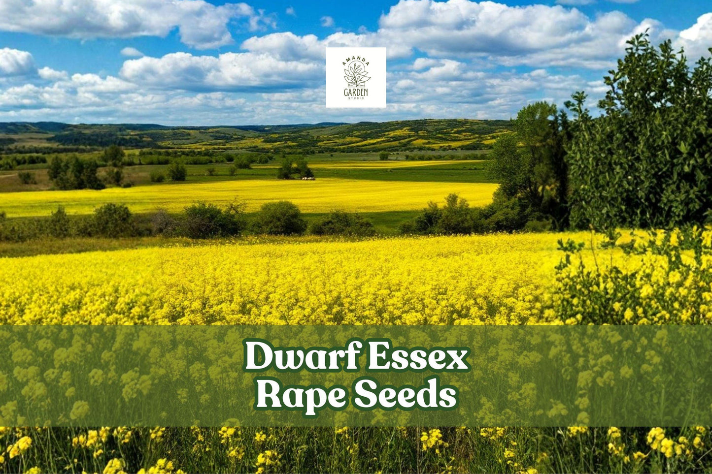 Dwarf Essex Rape Seeds 8oz Brassica napus Forage Cover Crop Deer Food Plot Non-GMO