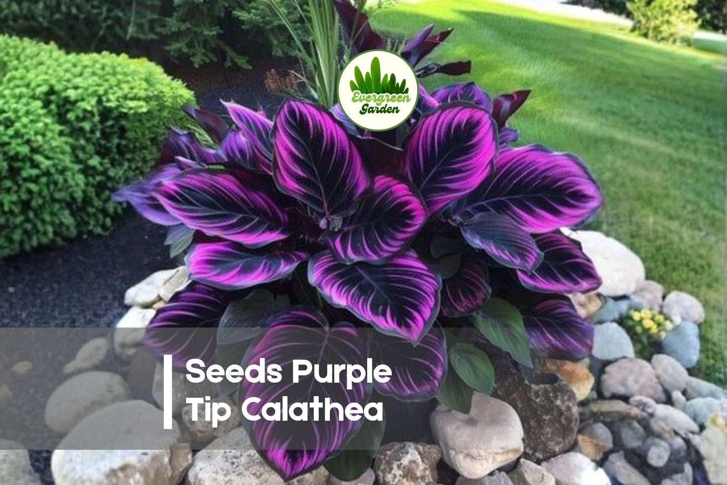 25+ Purple Tip Calathea Seeds | Tropical Foliage Plant | Green & Purple Edges | Calathea spp.