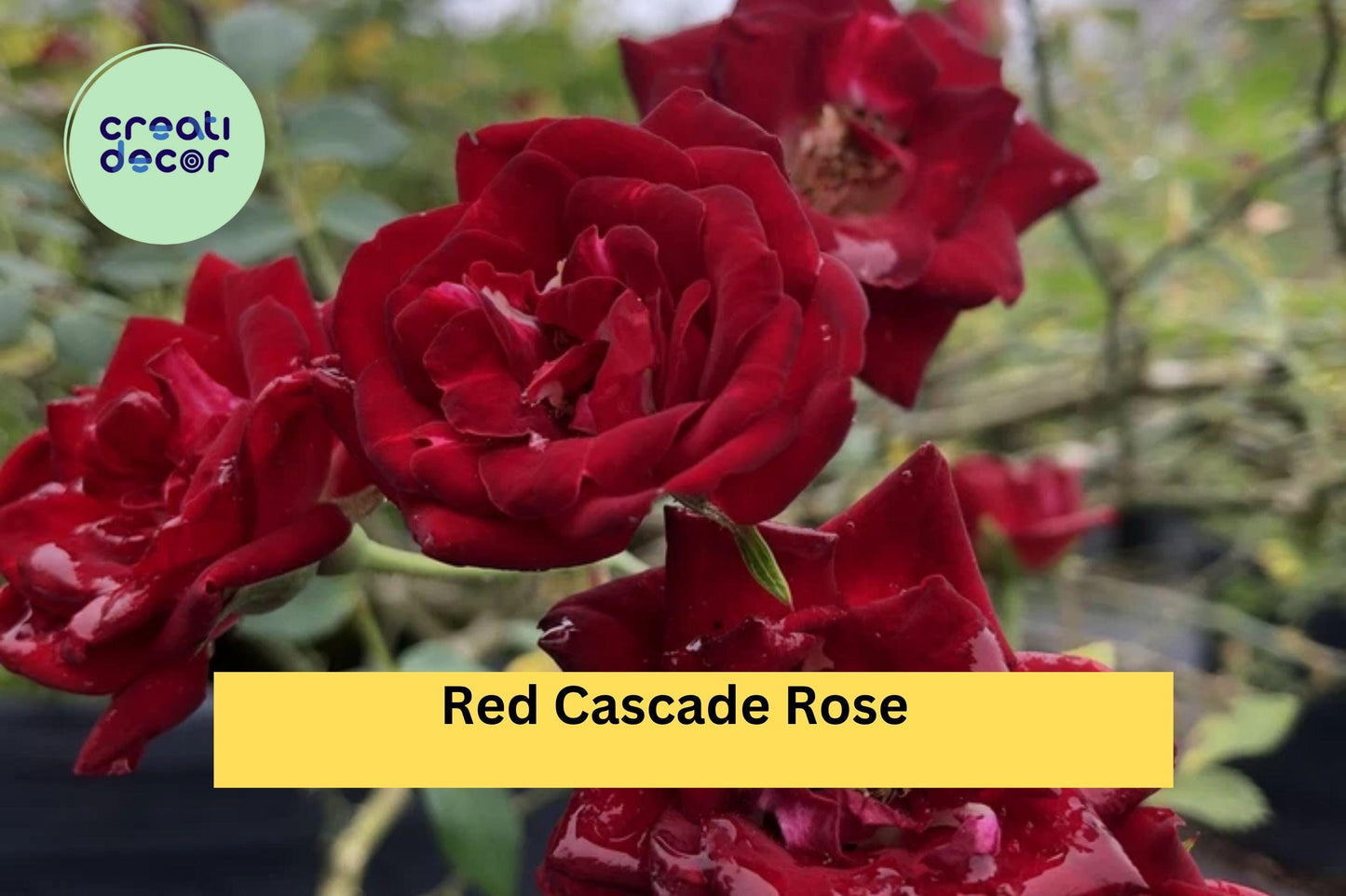 Red Cascade Rose Live Plant – Own Root Mini Climbing Rose, Trailing Red Blooms, Ground Cover, Rosa ‘Red Cascade’