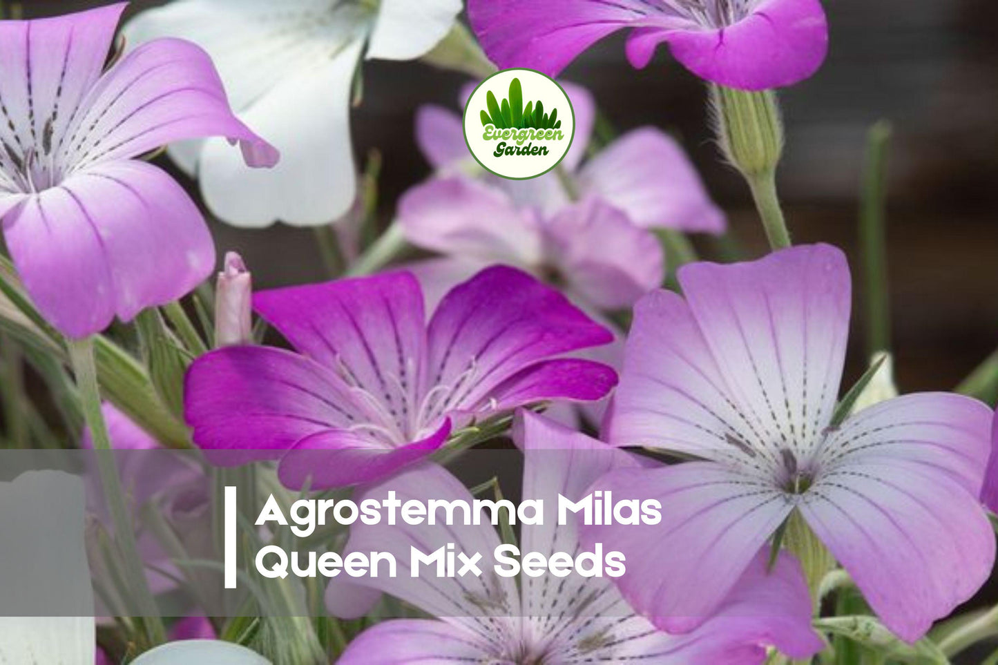 Agrostemma Githago Milas Queen Mix Seeds - Pastel Bicolor Flowers for Borders & Cut Flowers, Annual, Easy to Grow