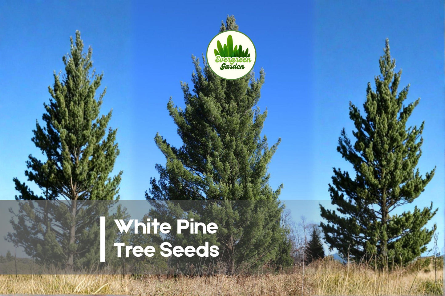 White Pine Tree Seeds – 50 Pack, Pinus strobus, Evergreen, Fast-Growing, Blue-Green Needles, Landscape & Windbreaks