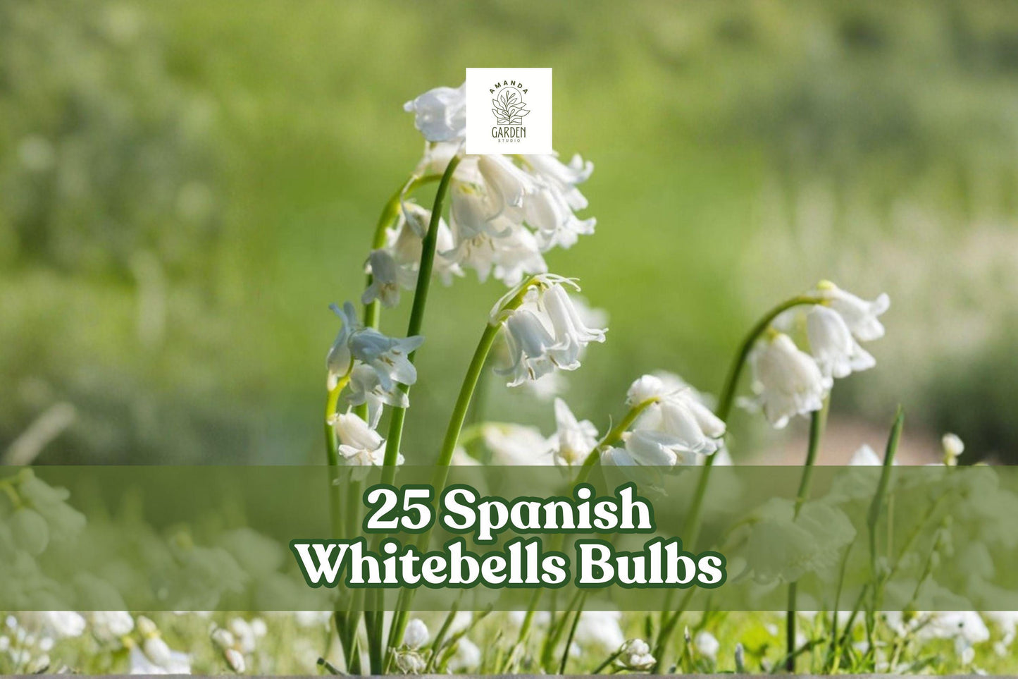25 Spanish Whitebells Bulbs Hyacinthoides hispanica Alba White Spring Perennial Flowers Naturalizing