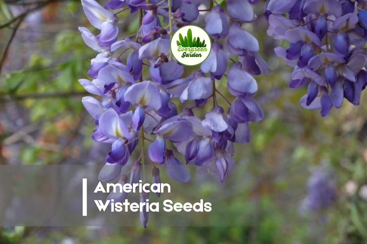 American Wisteria Seeds - Climbing Flowering Vine with Fragrant Purple Blooms - Wisteria frutescens, 10 Pack