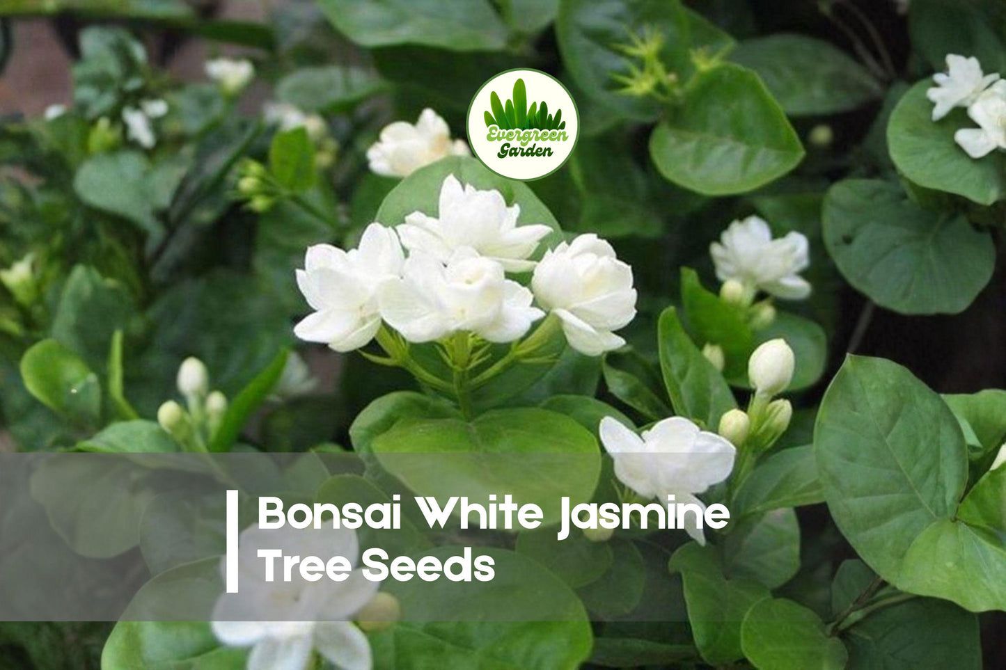 25 White Jasmine Tree Seeds - Fragrant Jasminum Species for Bonsai, Patio Pots & Ornamental Gardens