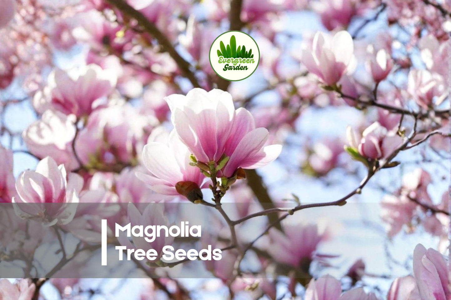 10 Magnolia soulangeana Seeds - Ornamental Flowering Tree with Large Pink-White Blooms for Landscaping