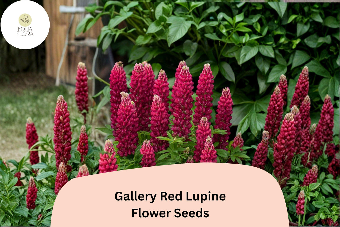 Gallery Red Lupine Seeds | Compact Perennial Lupinus polyphyllus for Borders & Pollinator Gardens