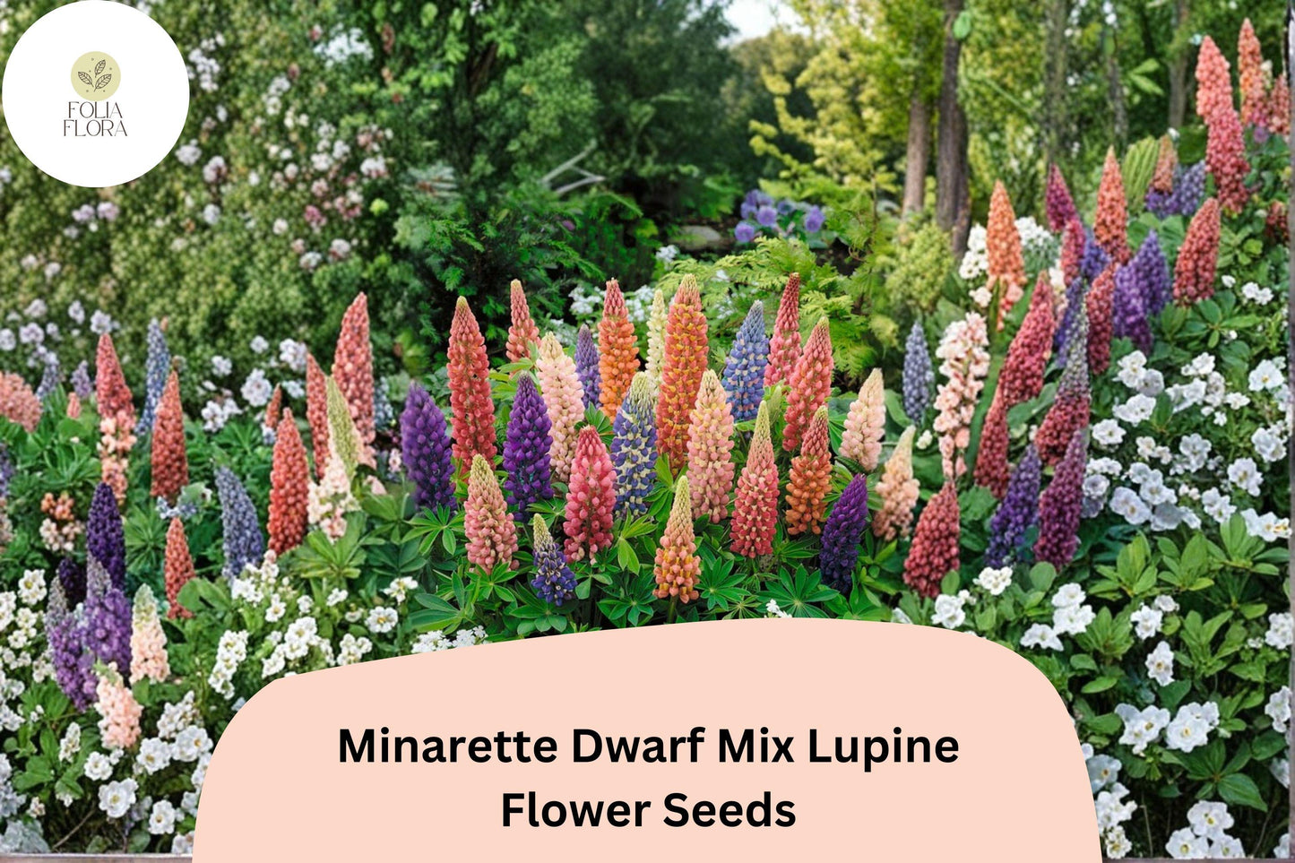 25+ Minarette Dwarf Mix Lupine Seeds | Compact Lupinus Variety for Borders & Containers | Colorful Perennial Flowers