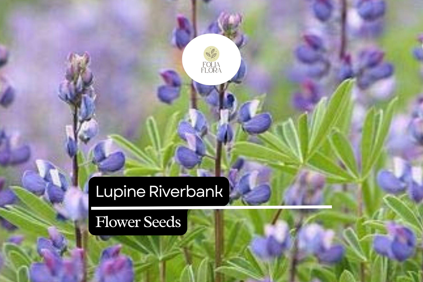 25+ Riverbank Lupine Seeds | Blue Lupinus | Spring Bloom Spikes for Garden, Borders & Pollinator Attracting Plants