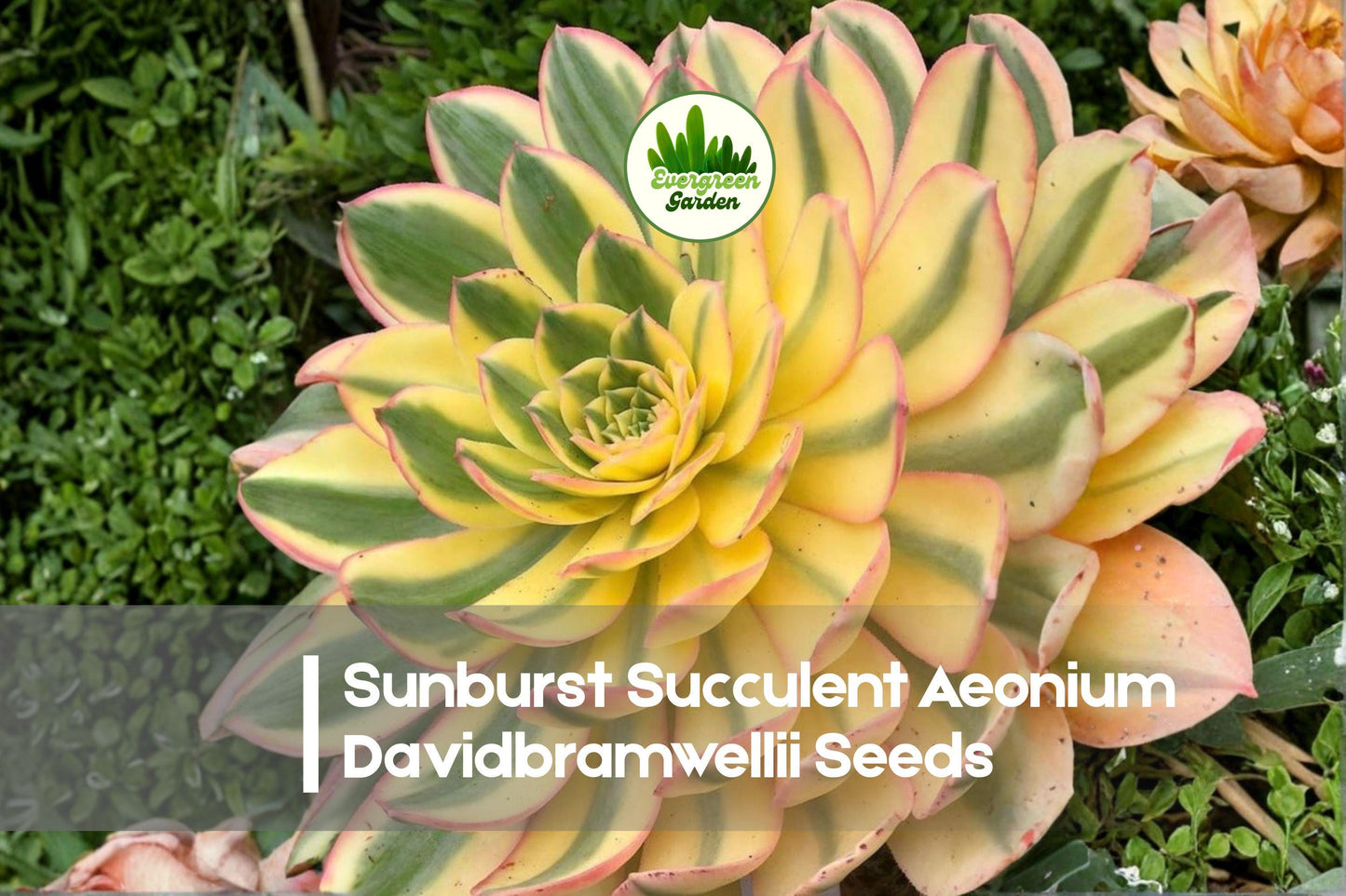 Sunburst Succulent Seeds - Aeonium davidbramwellii Variegated Rosette Plant for Pots & Indoor Gardens