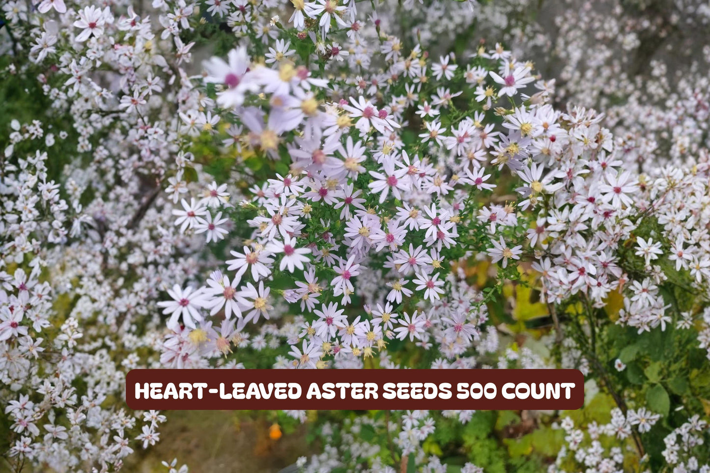 Chasteberry Tree Bare-Root Pack | Vitex Agnus-Castus Lilac Chastetree | Drought-Tolerant Ornamental Shrubs for Pollinators
